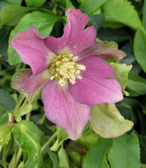 Helleborus orientalis 'Red hybrids'